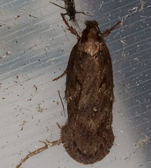 Agonopterix ciliella