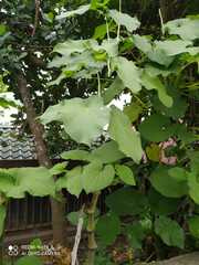 Piper auritum
