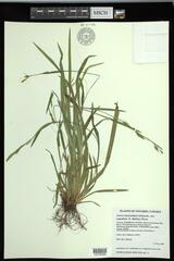 Carex laxiculmis copulata