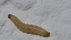 Plodia interpunctella