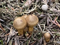 Cortinarius semisanguineus