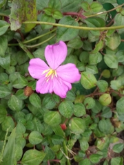 Heterotis rotundifolia