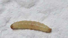 Plodia interpunctella