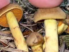 Cortinarius semisanguineus