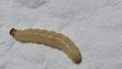 Plodia interpunctella