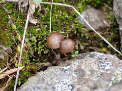 Deconica