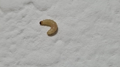 Plodia interpunctella