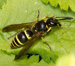 Ancistrocerus claripennis
