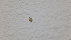 Plodia interpunctella