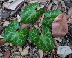 Asarum
