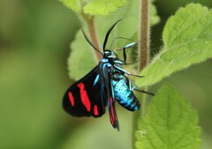 Uranophora splendida