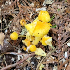 Hygrocybe ceracea
