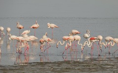 Phoenicopterus roseus