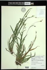 Carex laxiculmis copulata