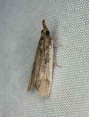 Peoria longipalpella