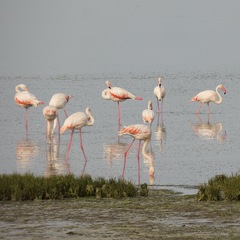 Phoenicopterus roseus