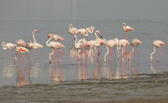 Phoenicopterus roseus