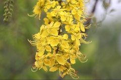 Cassia fistula