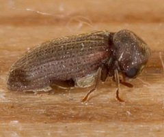 Anobium punctatum