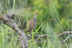 Pternistis clappertoni