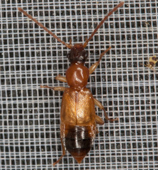 Anthophagus caraboides