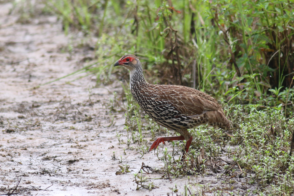 Clapperton's Spurfowl from Zakouma, Barh Azoum, Salamat, Chad on ...