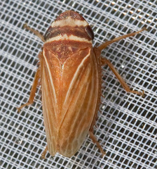 Aphrodes makarovi