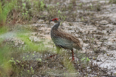 Pternistis clappertoni
