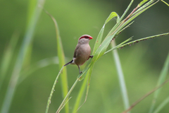 Estrilda troglodytes