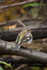 Fringilla coelebs