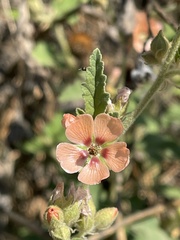 Sphaeralcea bonariensis