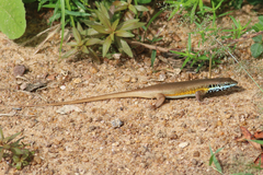 Trachylepis quinquetaeniata