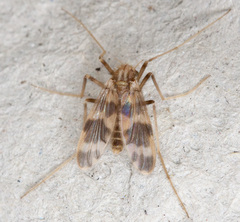 Apsectrotanypus trifascipennis