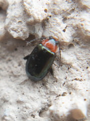 Disonycha politula