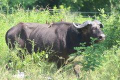 Syncerus caffer brachyceros