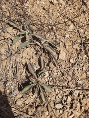 Stachys cretica
