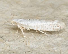 Argyresthia retinella