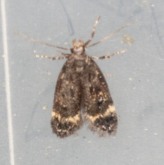 Bryotropha affinis