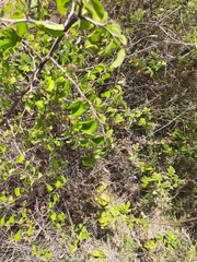 Paliurus spina-christi