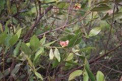 Annonaceae