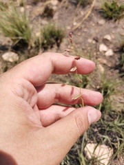 Urochloa serrata