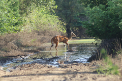 Tragelaphus scriptus