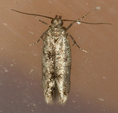 Caryocolum