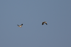 Vanellus senegallus