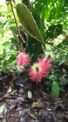 Columnea minor