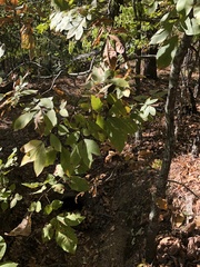 Carya texana