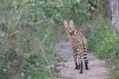 Leptailurus serval constantina