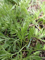 Artemisia norvegica