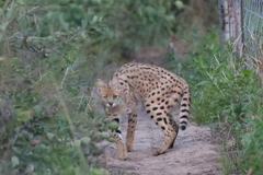 Leptailurus serval constantina