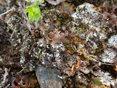 Solorina crocea